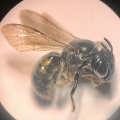 Calloceratina