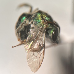 Pseudaugochlora graminea