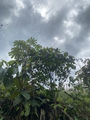 Heliocarpus americanus