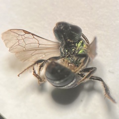 Pseudaugochlora graminea