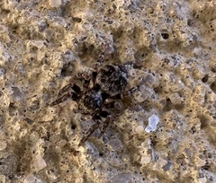 Pseudeuophrys erratica
