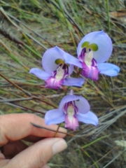 Disa graminifolia