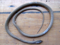 Dryophylax hypoconia