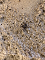 Pseudeuophrys erratica