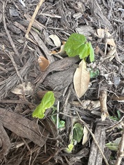 Malvaviscus arboreus