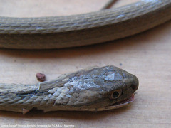 Dryophylax hypoconia