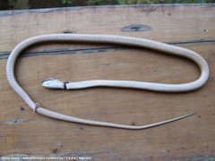 Dryophylax hypoconia