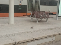 Streptopelia decaocto