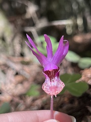Calypso bulbosa occidentalis
