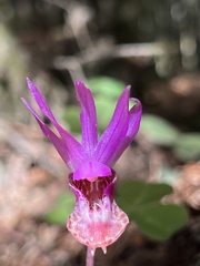 Calypso bulbosa occidentalis