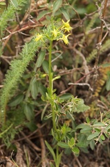 Halenia recurva