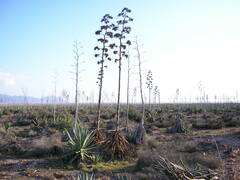Agave sisalana