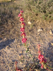 Salsoloideae