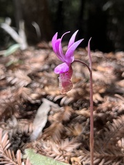 Calypso bulbosa occidentalis