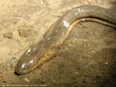 Synbranchus marmoratus