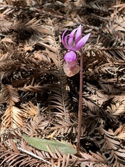 Calypso bulbosa occidentalis