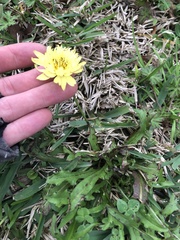 Pyrrhopappus pauciflorus