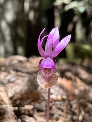 Calypso bulbosa occidentalis