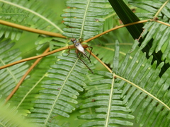 Nisitrus