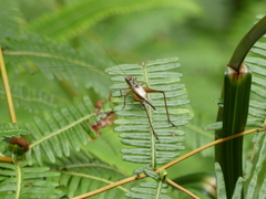 Nisitrus
