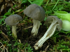 Helvella phlebophora