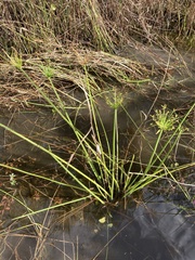 Cyperus prolifer