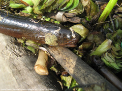 Synbranchus marmoratus