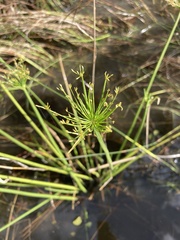 Cyperus prolifer