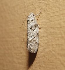 Philobota mucida