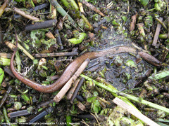 Synbranchus marmoratus