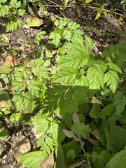Scandiceae