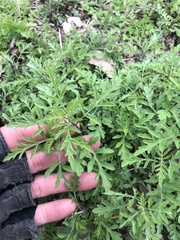 Ambrosia psilostachya