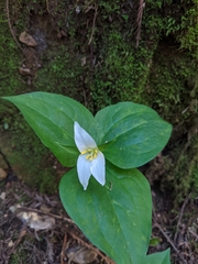 Trillium ovatum ovatum