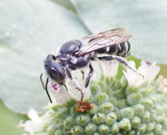 Megachile exilis