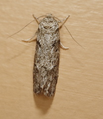 Philobota mucida