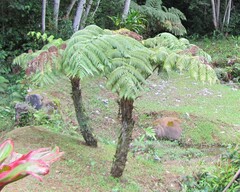 Cyatheales