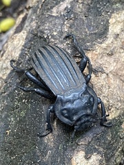 Anomalipus expansicollis