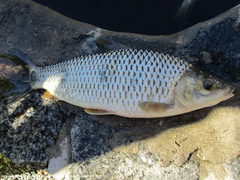 Megaleporinus obtusidens