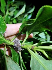 Anagotus stephenensis