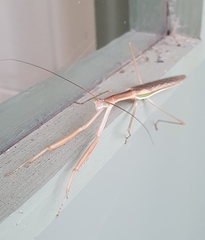 Tenodera australasiae