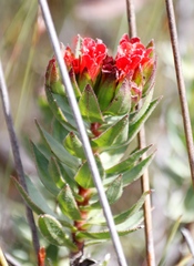 Lobostemon sanguineus