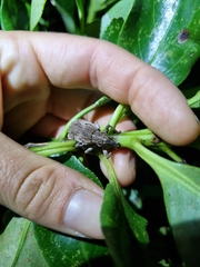 Anagotus stephenensis