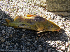 Pimelodus maculatus
