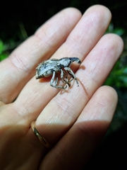 Anagotus stephenensis