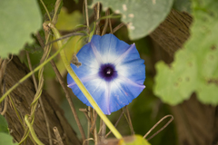 Ipomoea ophiodes