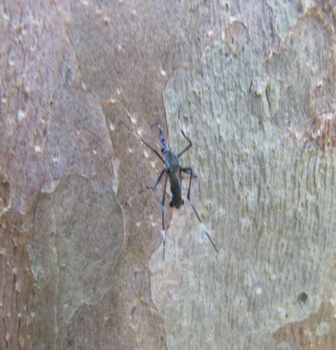Toxorhynchites amboinensis observed 2014-03-16