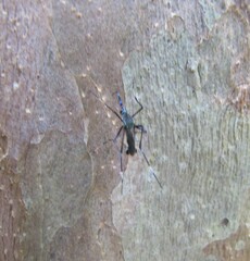 Toxorhynchites amboinensis