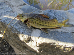 Pimelodus maculatus