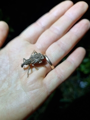 Anagotus stephenensis