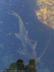 Pimelodus maculatus